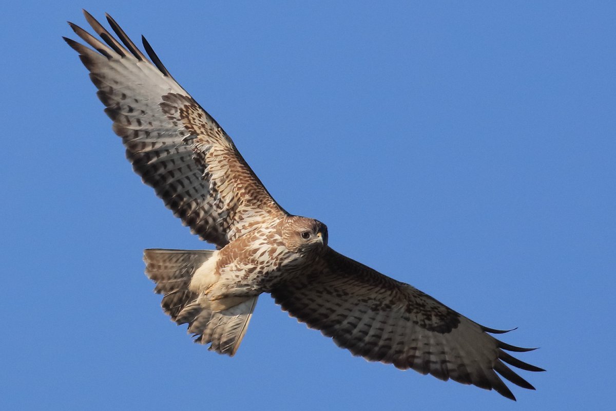 Хищные птицы Забайкалья