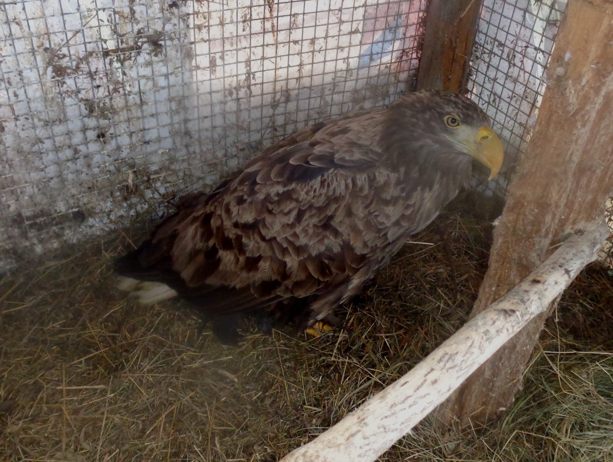 Орлан белохвост в Тверской области