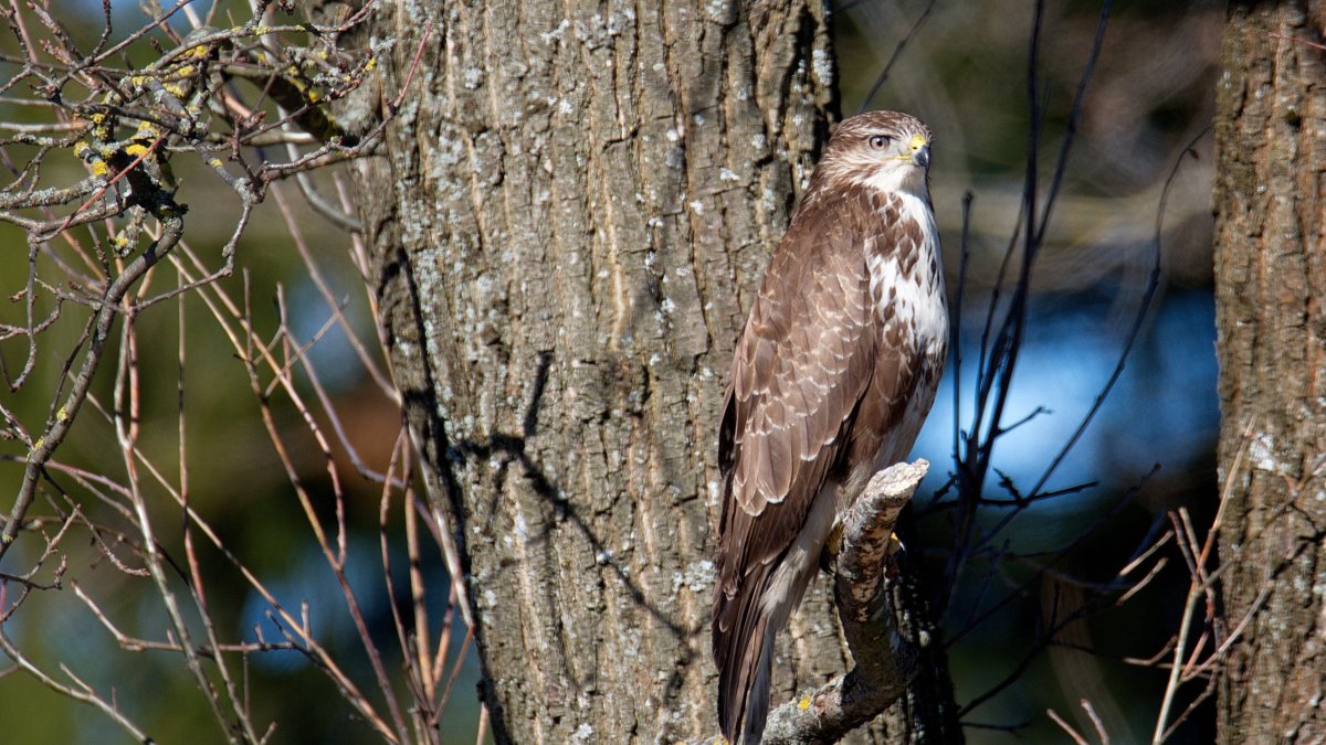 Сарыч чиманго