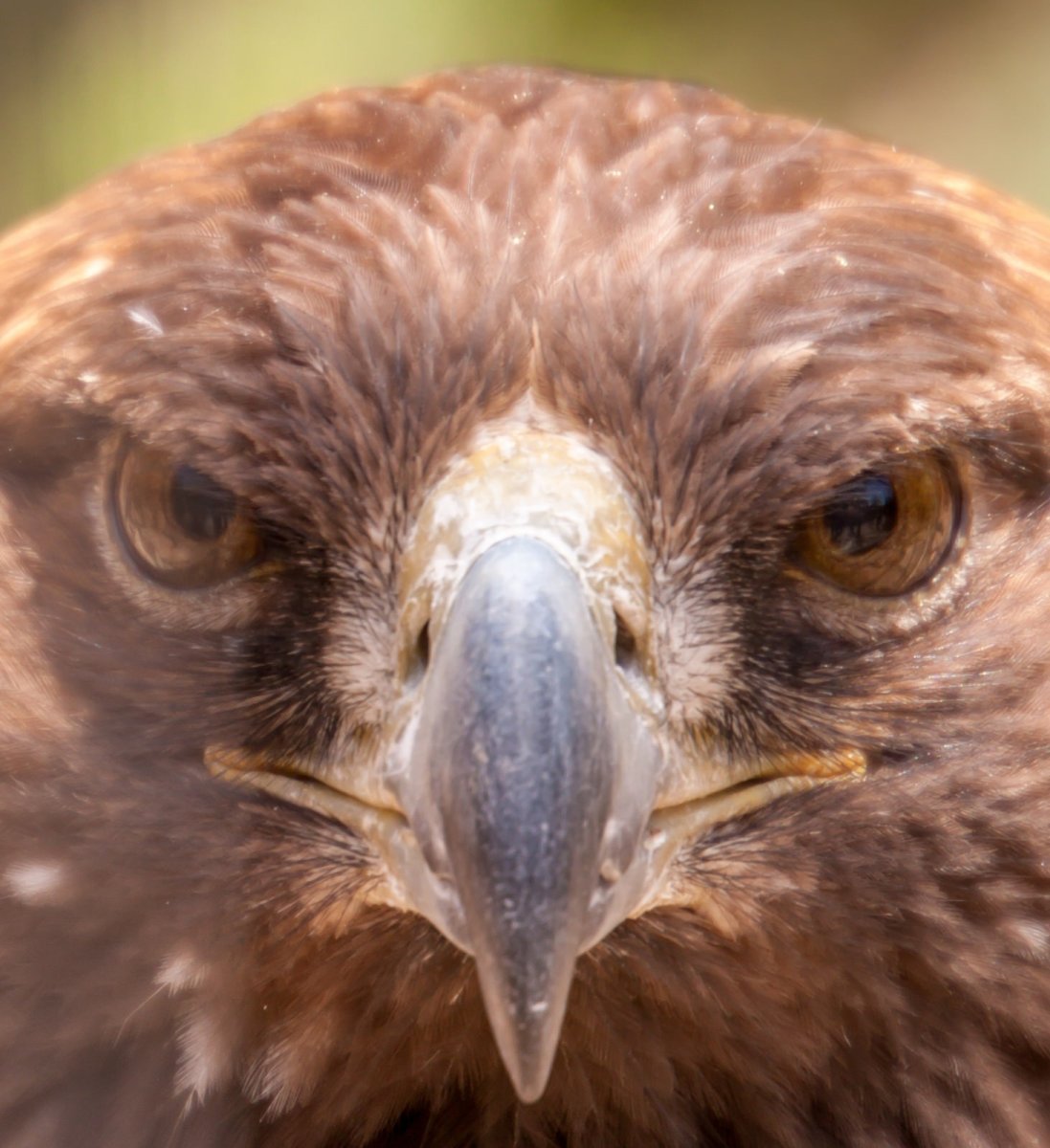 Беркут птица Тверской области