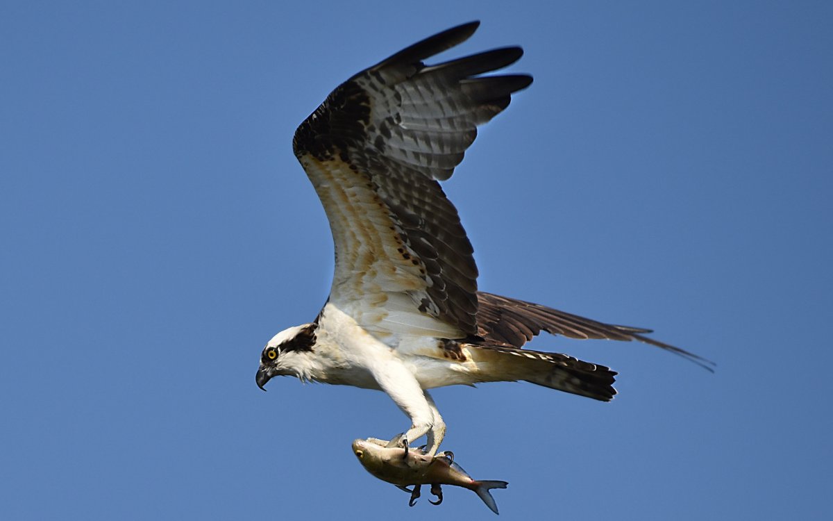 Сокол ты Орлов орёл ты Соколов