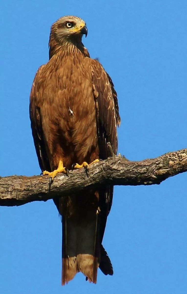 Красный Коршун Milvus Milvus