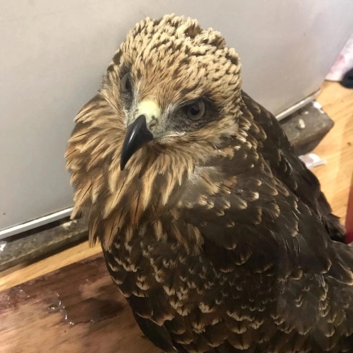 Хищные птицы тверской области