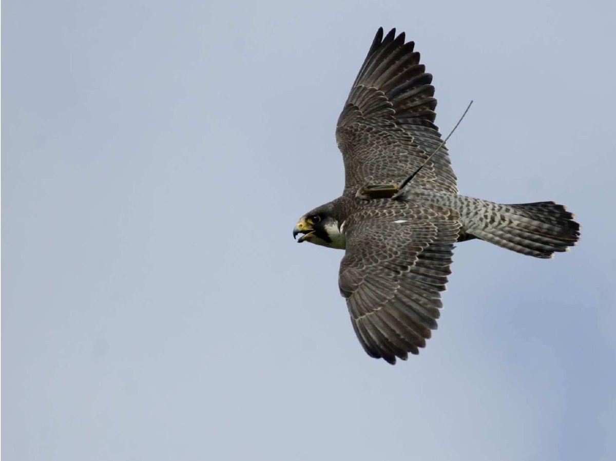 Хищные птицы Тверской области