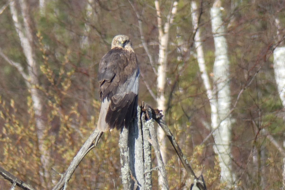 Хищные птицы Подмосковья Лунь болотный