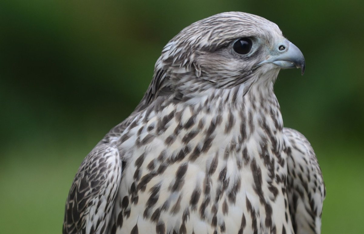 Ястребиные Воронежской области