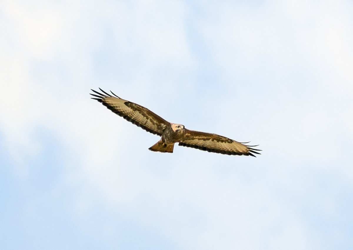 Хищные птицы Мурманской области