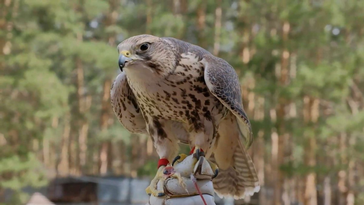 Хищные птицы Курской области