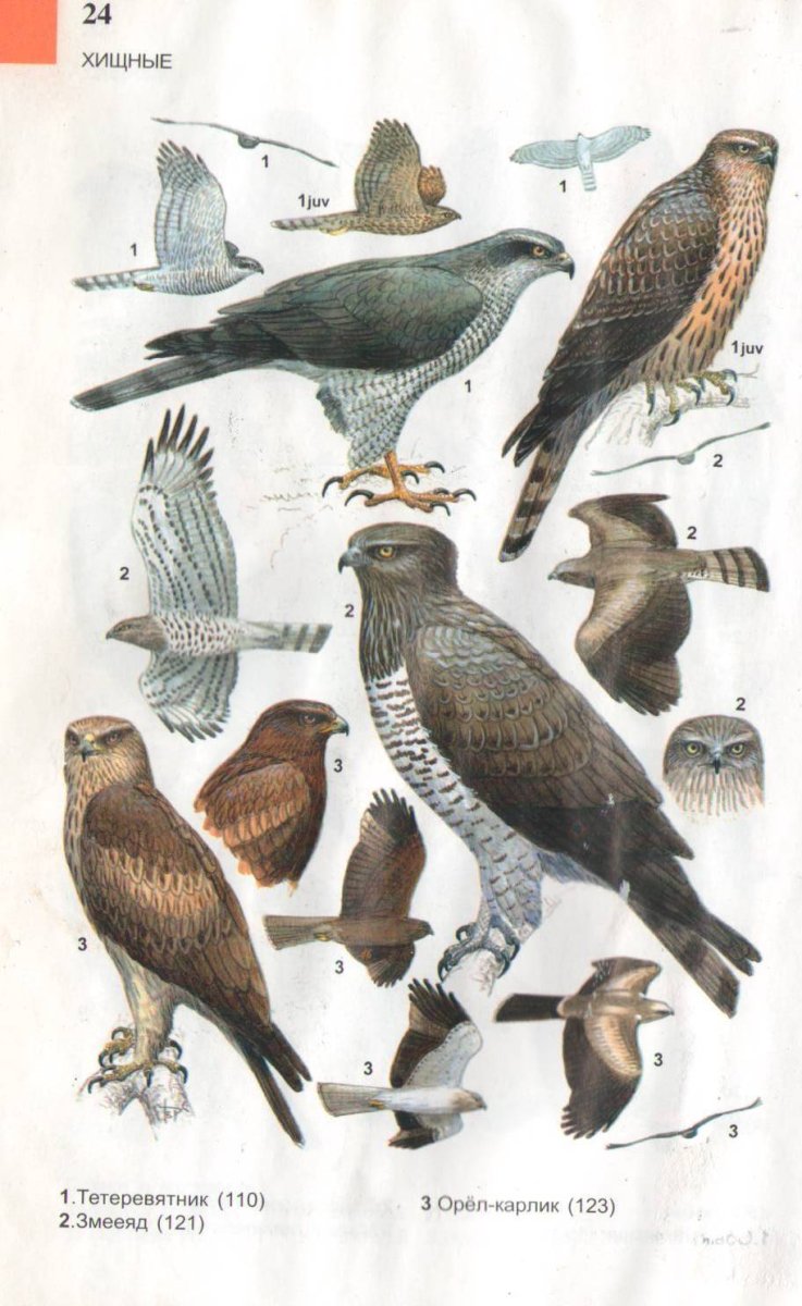 Рябицев птицы европейской части России