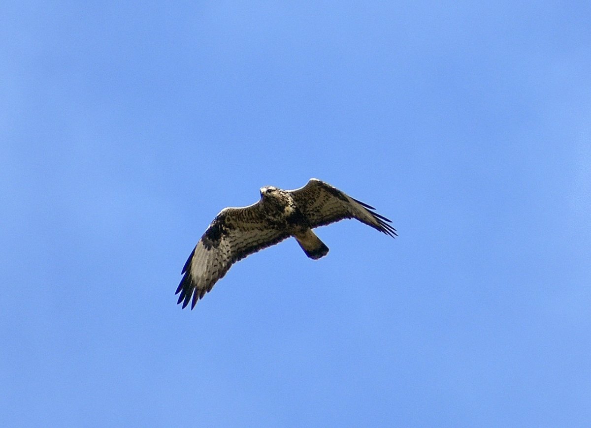 Хищные птицы Тульской области
