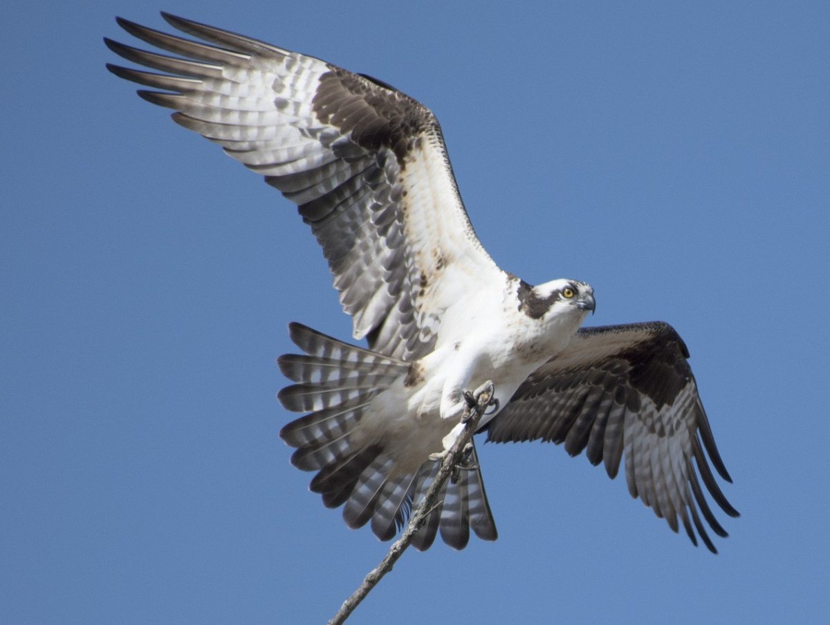 Птица Сокол Скопа