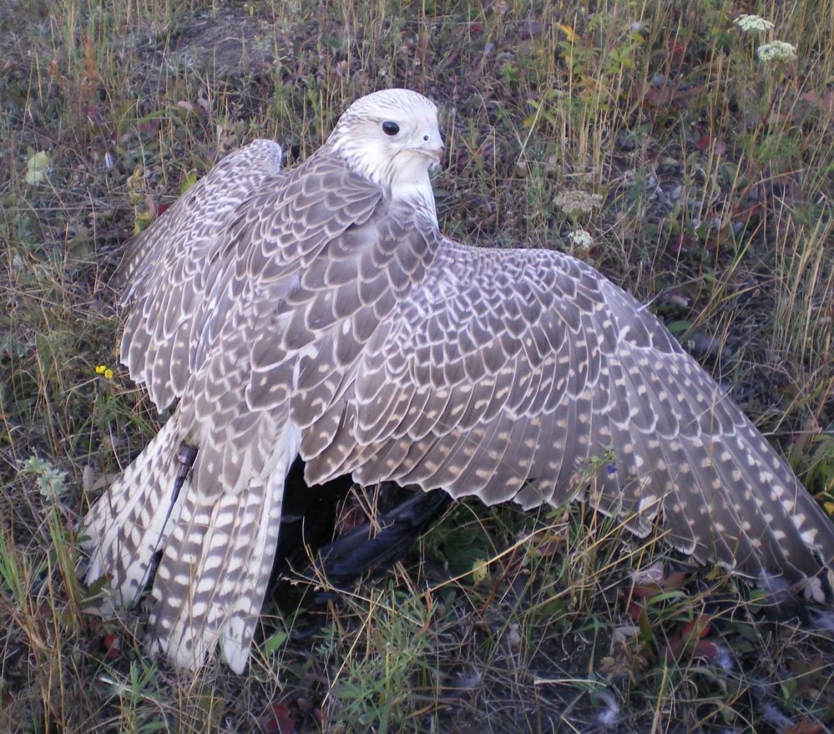 Питомник хищных птиц Галичья гора