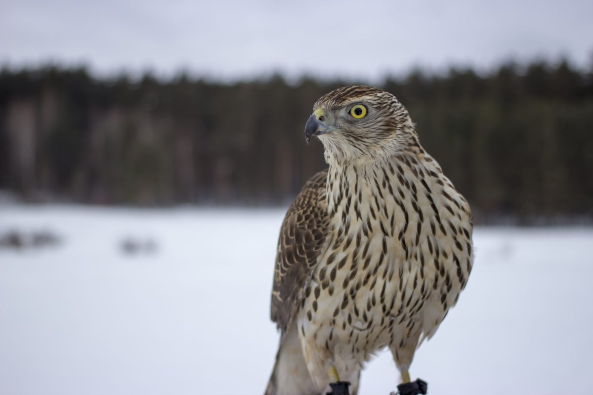 Ястреб-тетеревятник фото