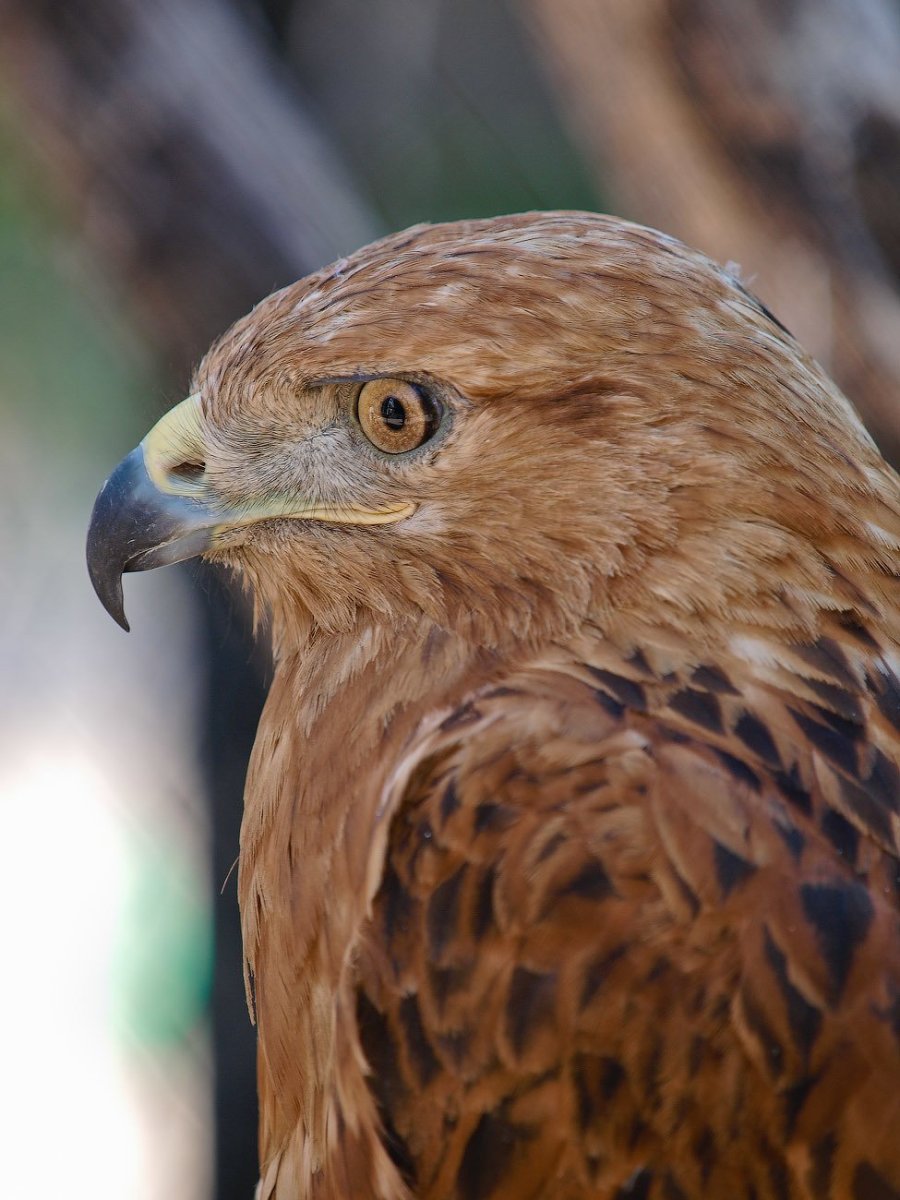 Беркут ястреб Коршун