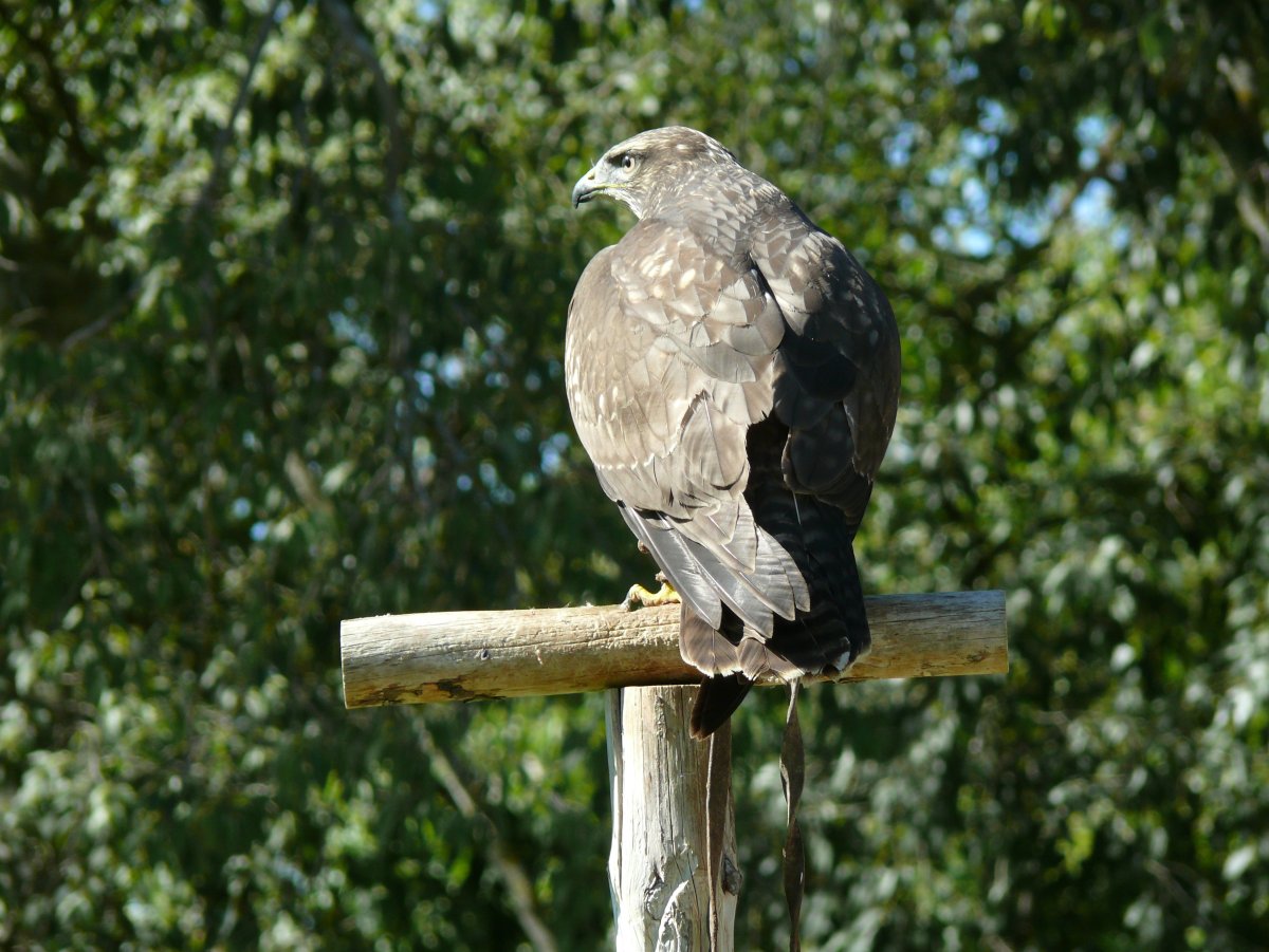 Хищные птицы птицы Костромской области