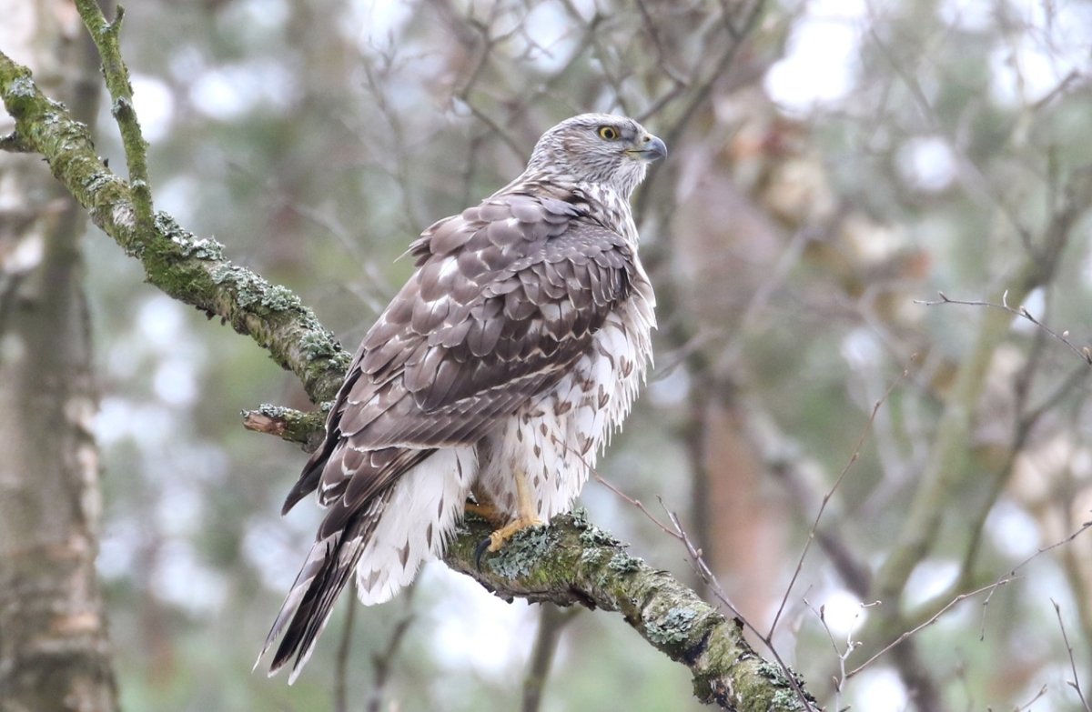 Хищные птицы Северо-Запада России