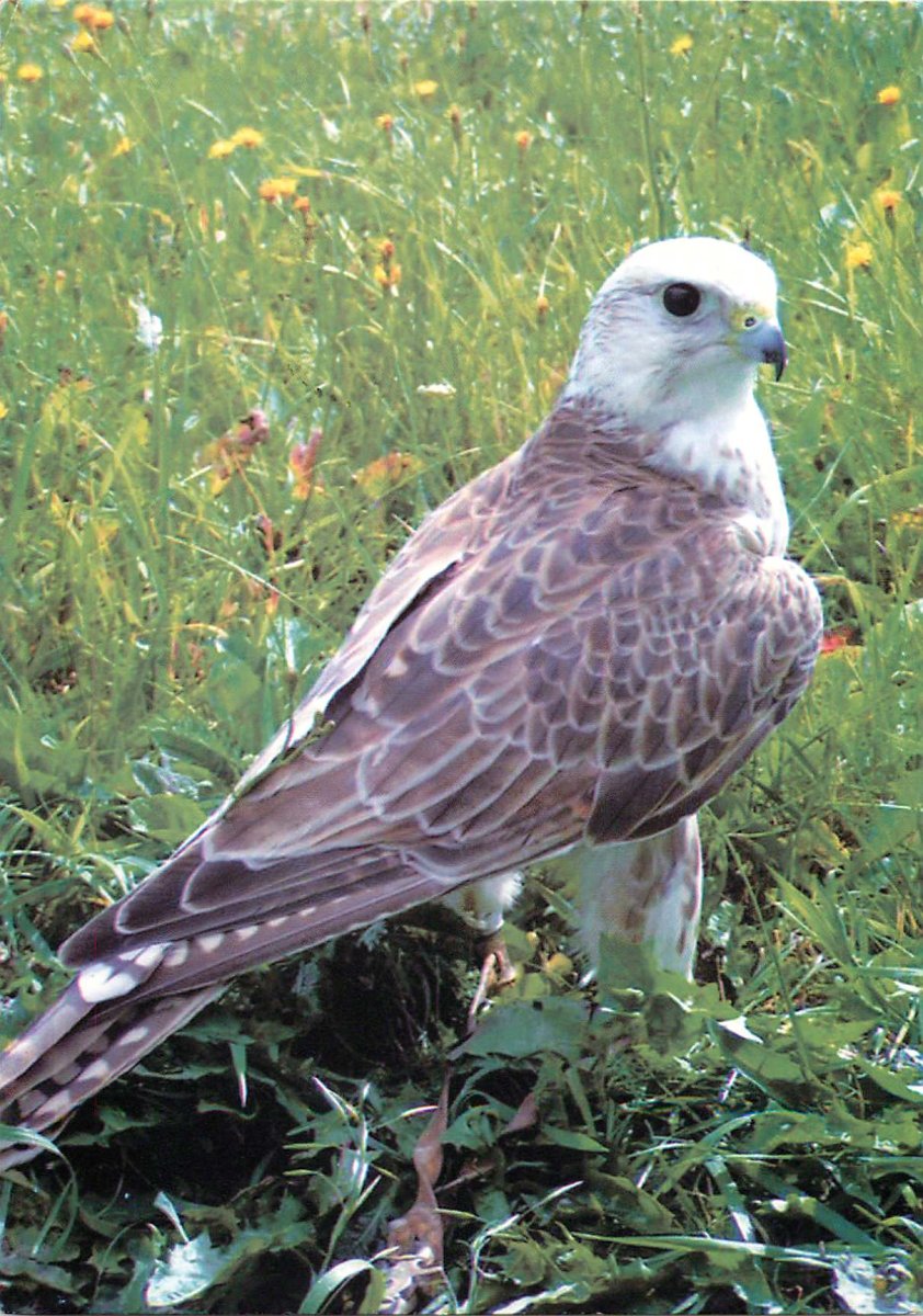 Хищные птицы степного Крыма