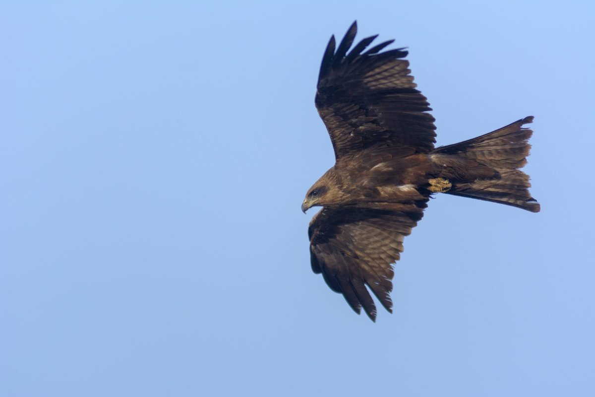 Коршун Хакасия