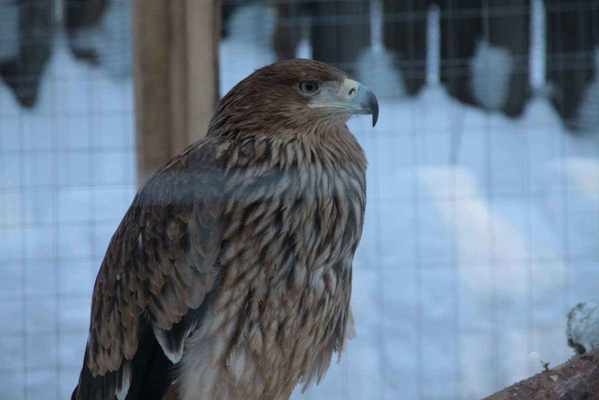 Бобер из Хищные птицы