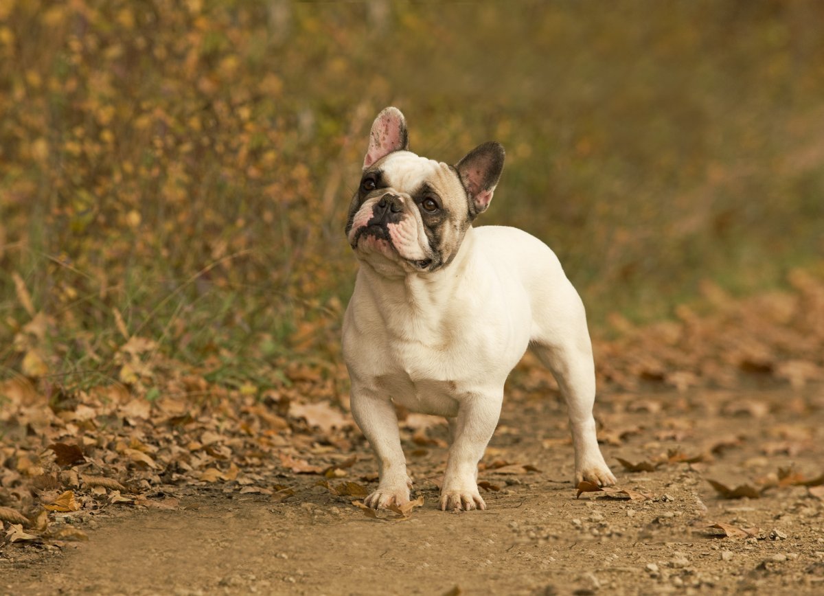 Французский бульдог песочный