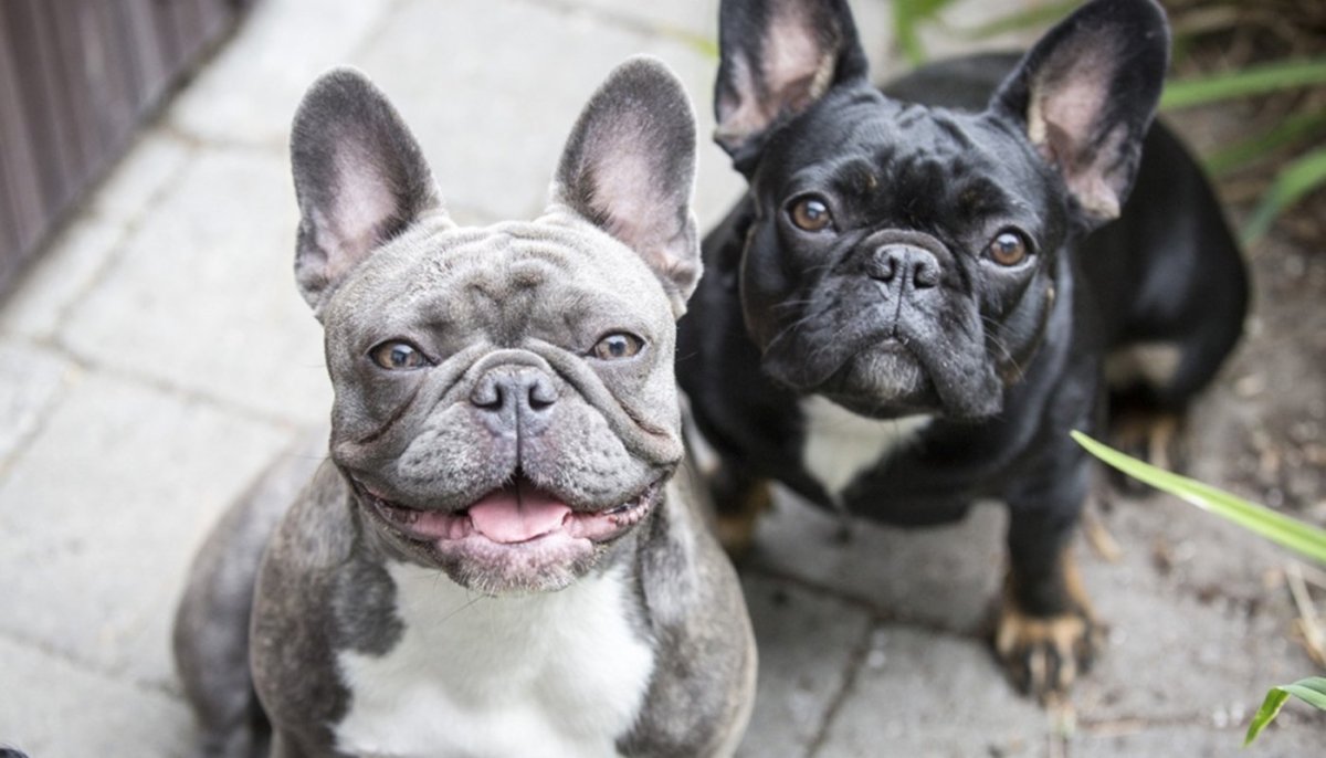 Французский бульдог