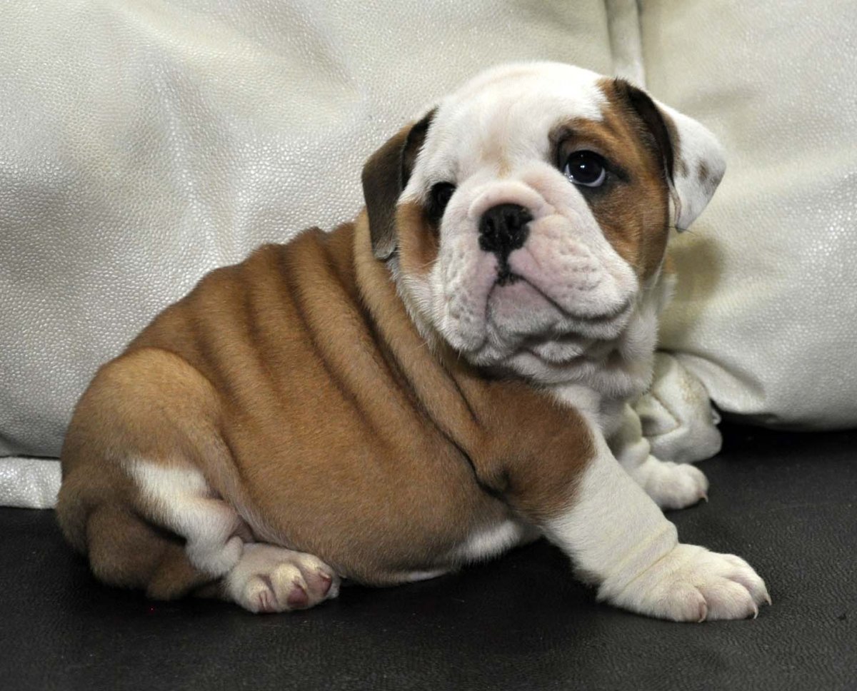 Бельгийский бульдог