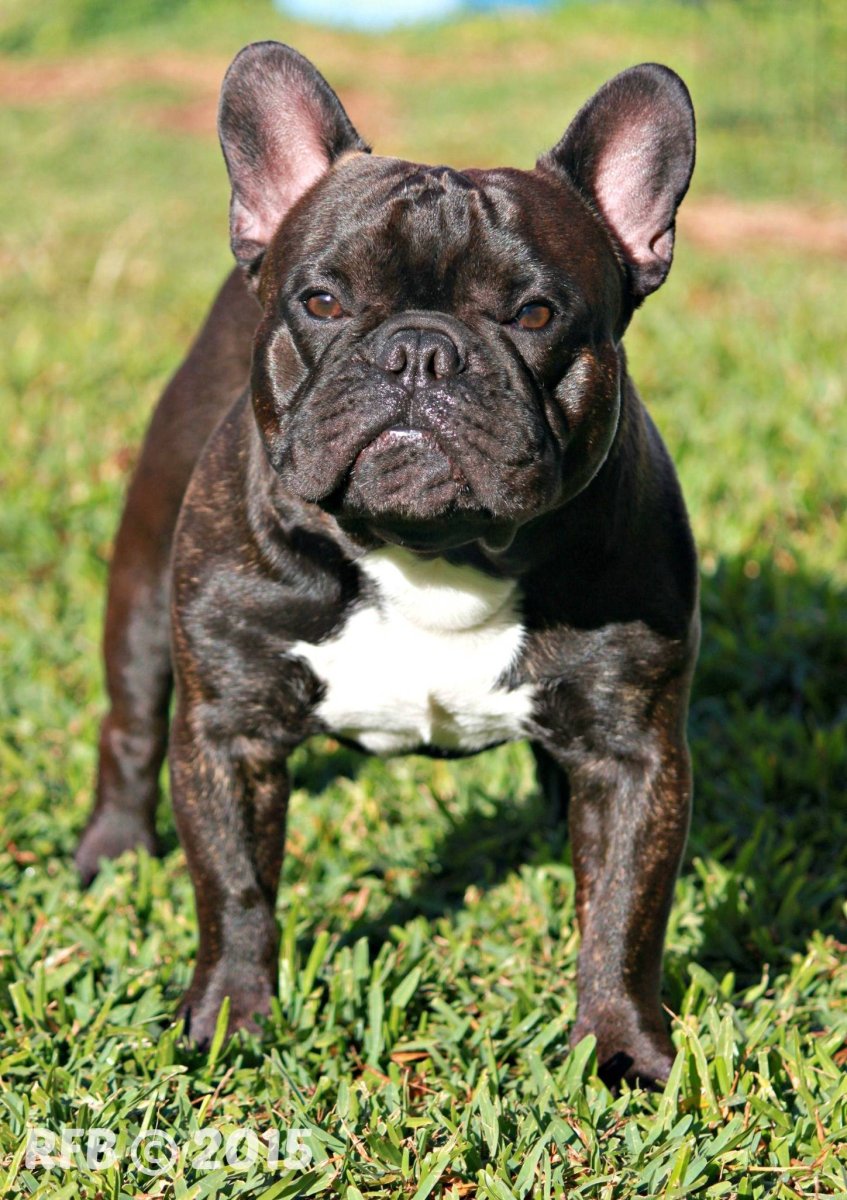 Собака французский бульдог