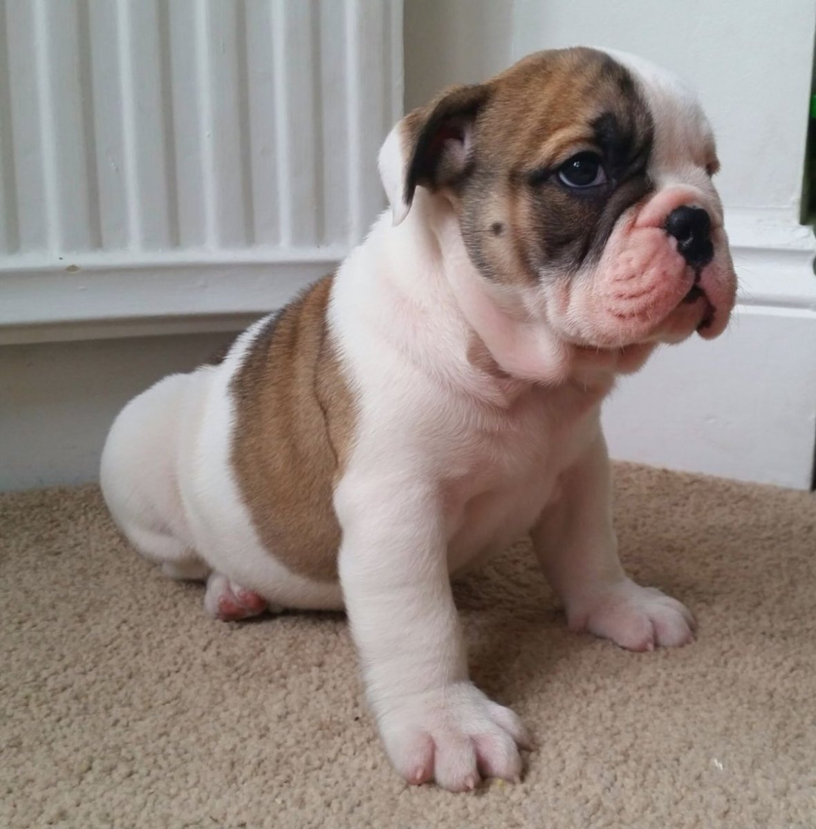 Бельгийский бульдог