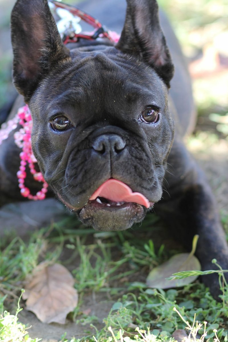 Шотландский бульдог