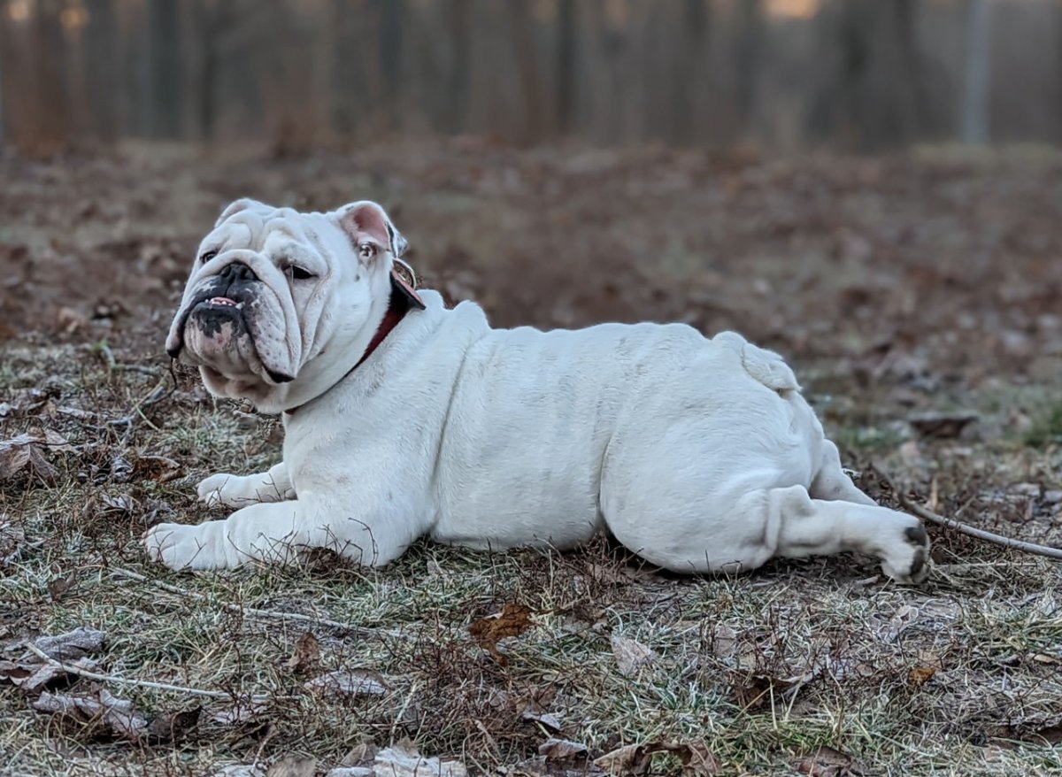 Английский бульдог из шоколада