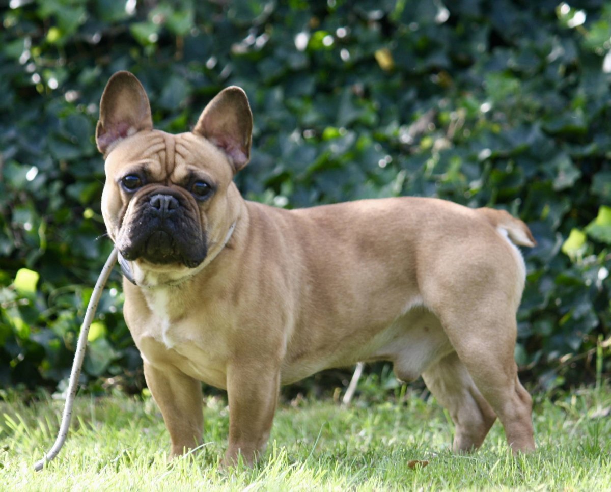 Бельгийский бульдог