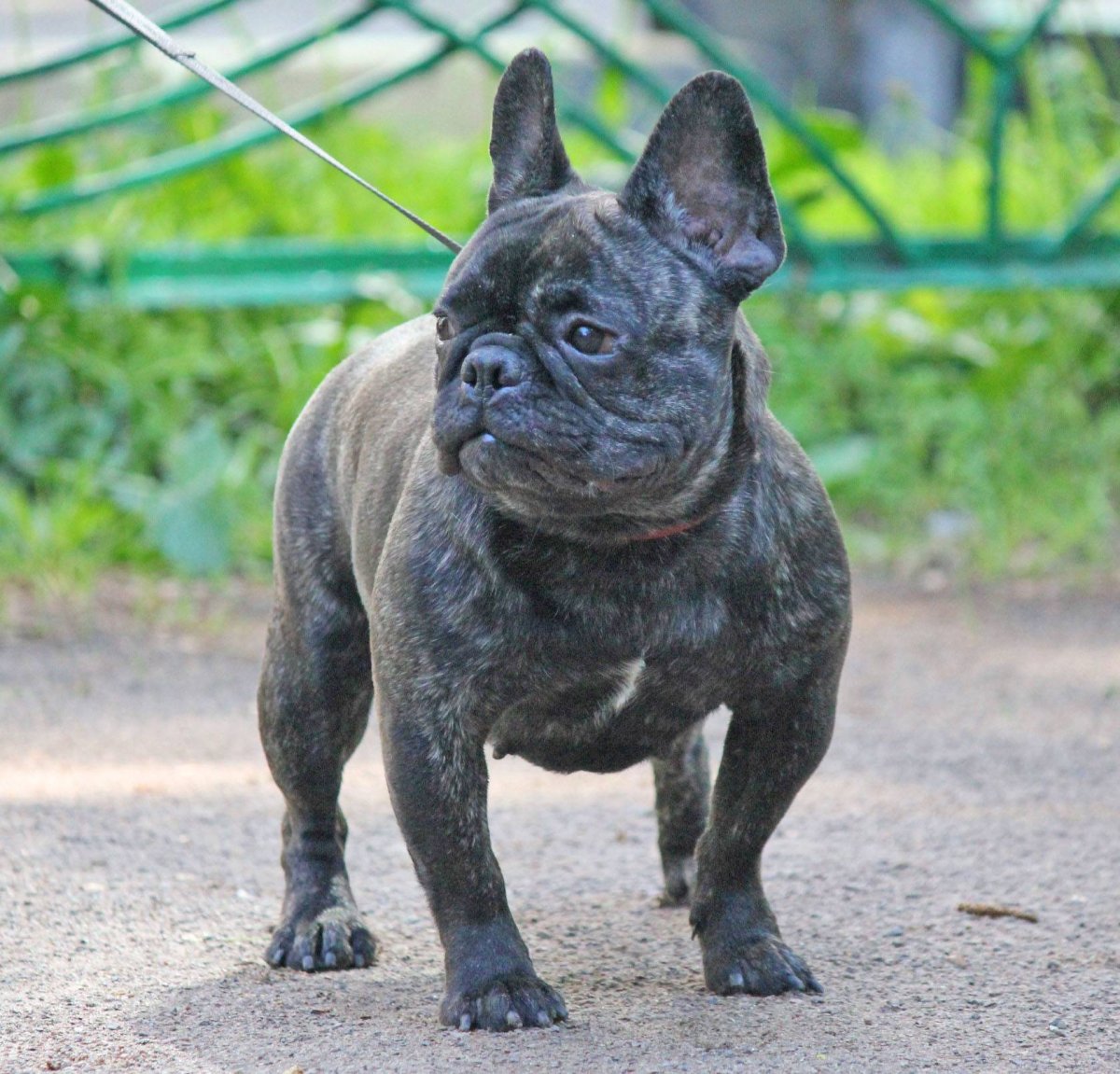 Французский бульдог Изабелла