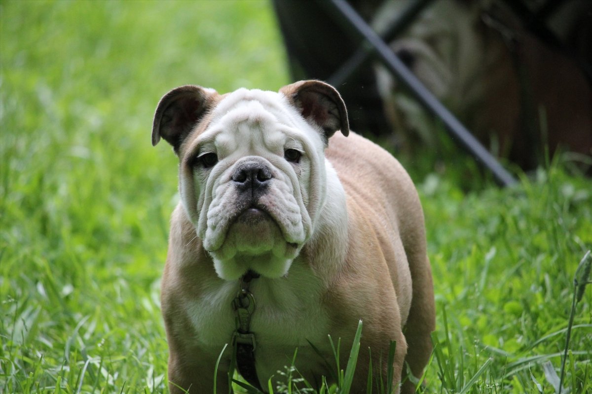 Бельгийский бульдог