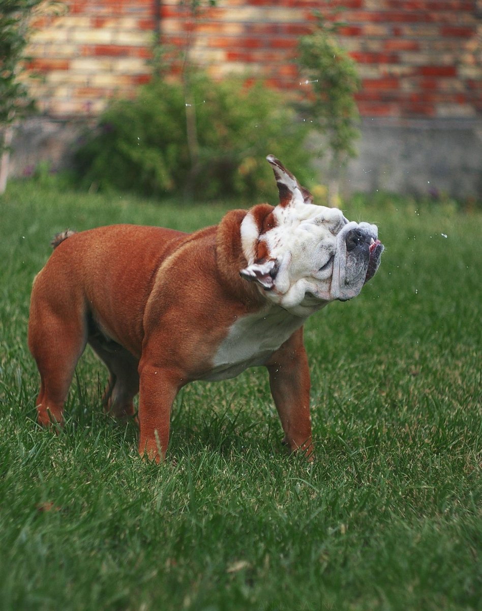 Карликовый бульдог