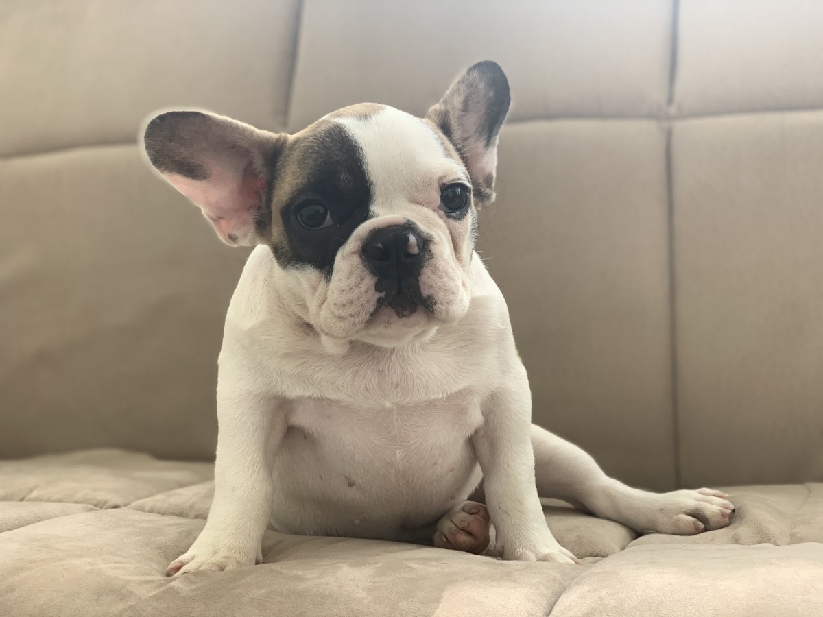 Бельгийский бульдог