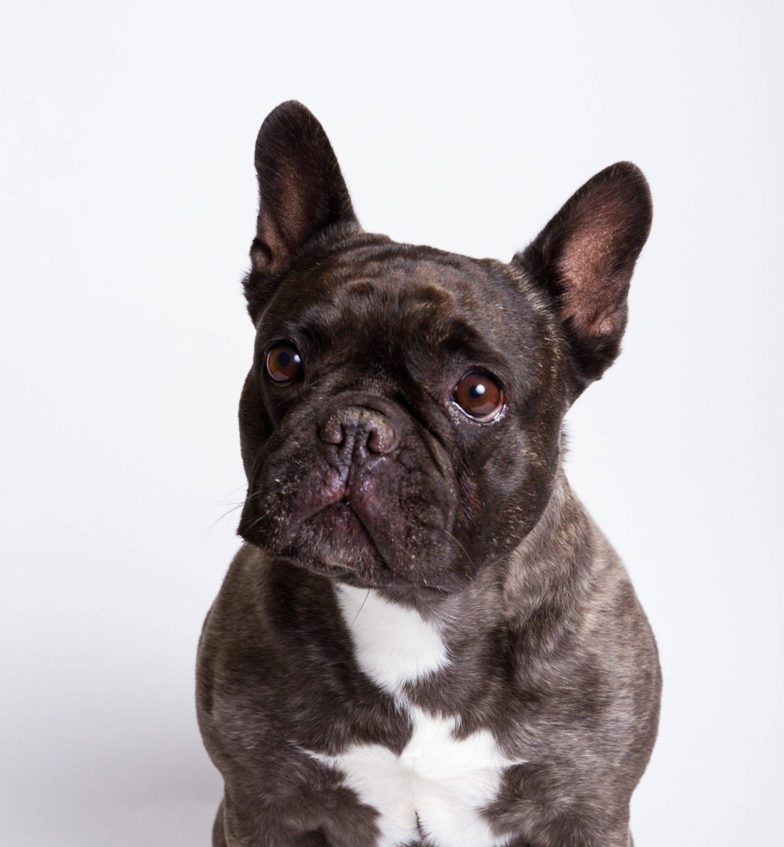 Бургосский бульдог