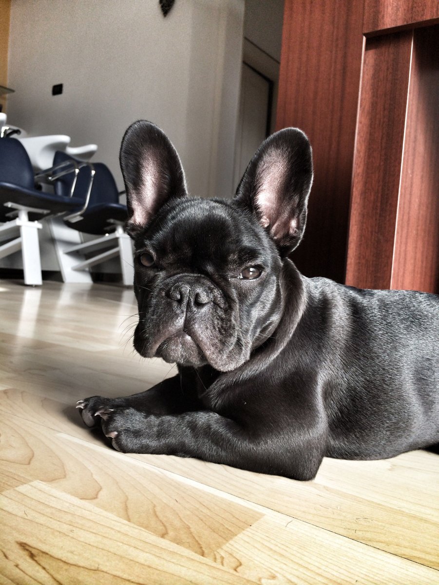 Французский бульдог Чивас
