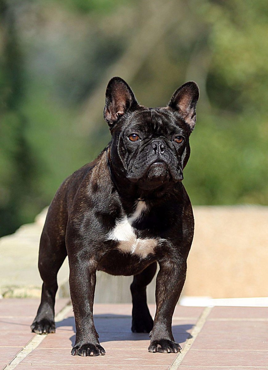 Вильямс Цейлон французский бульдог