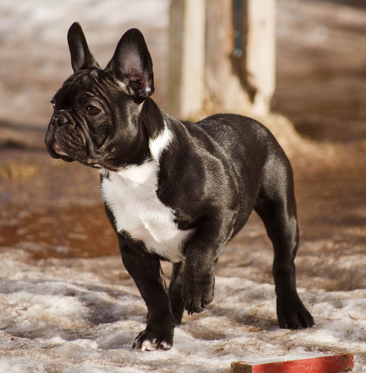 Французский бульдог Чивас