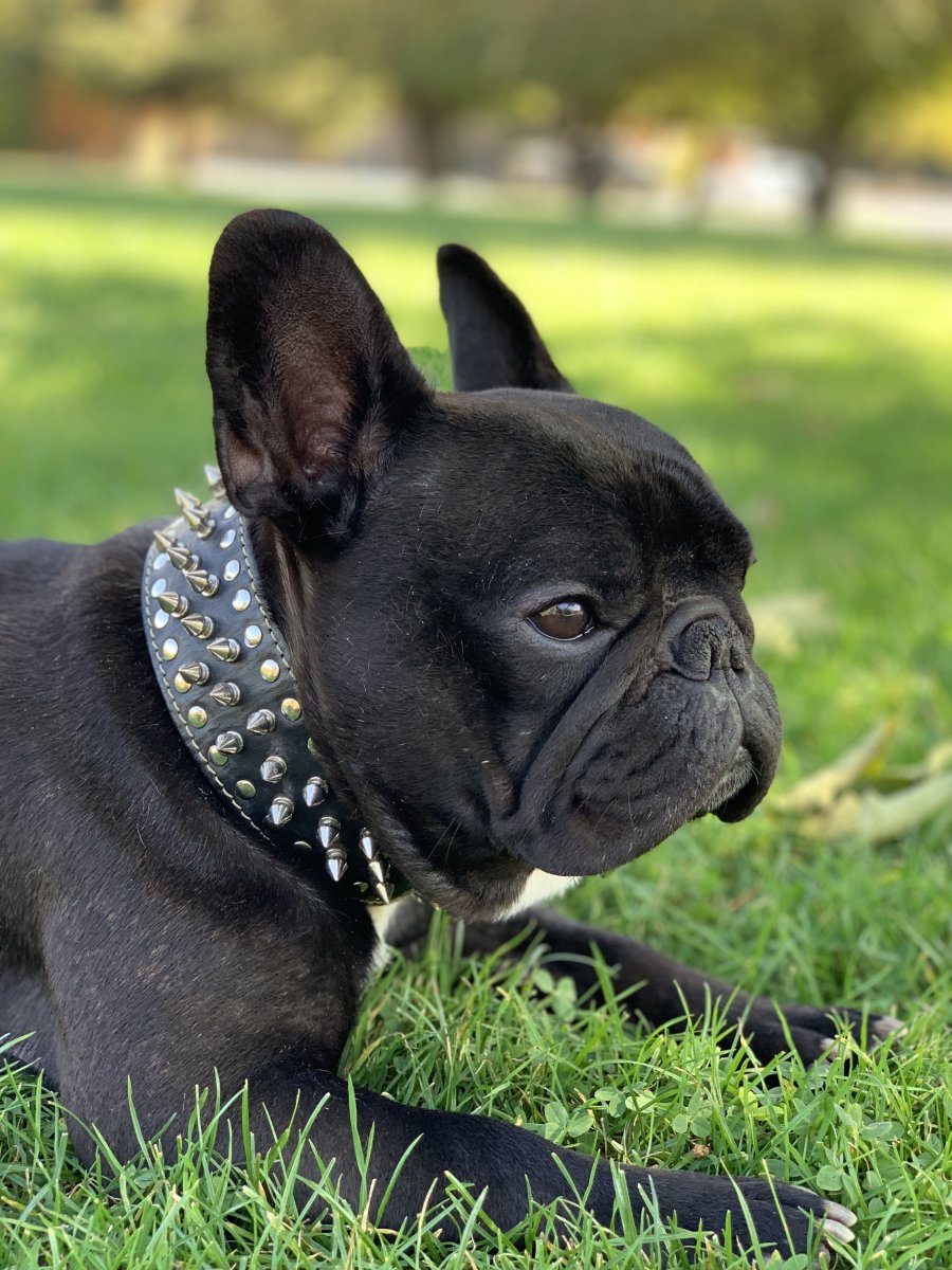 Французский бульдог Чивас