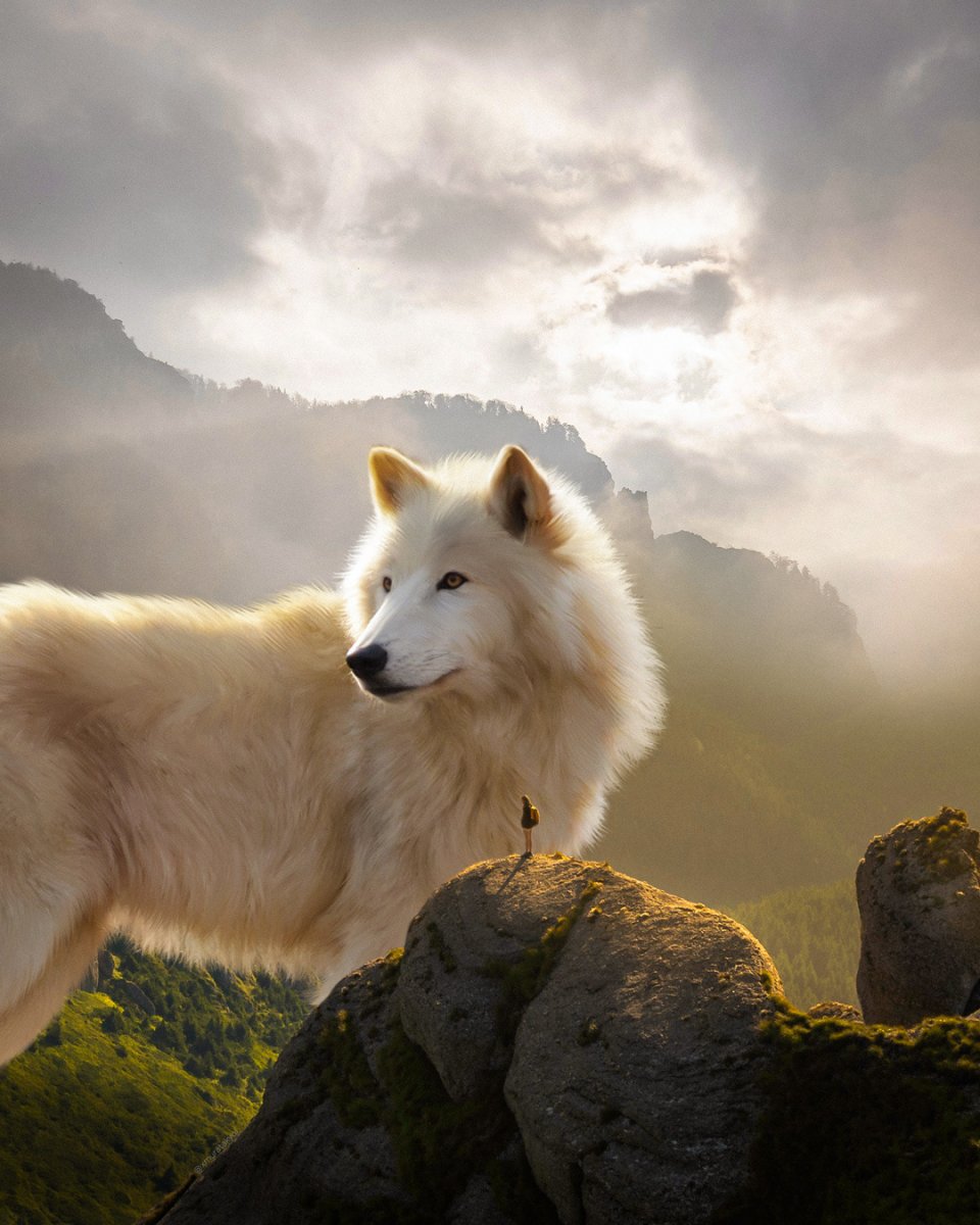 Горный волк белый