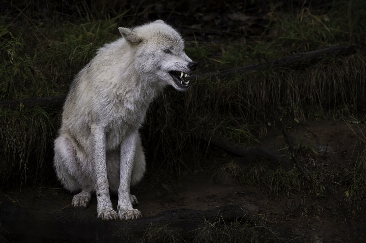 Эстетика волки оборотни