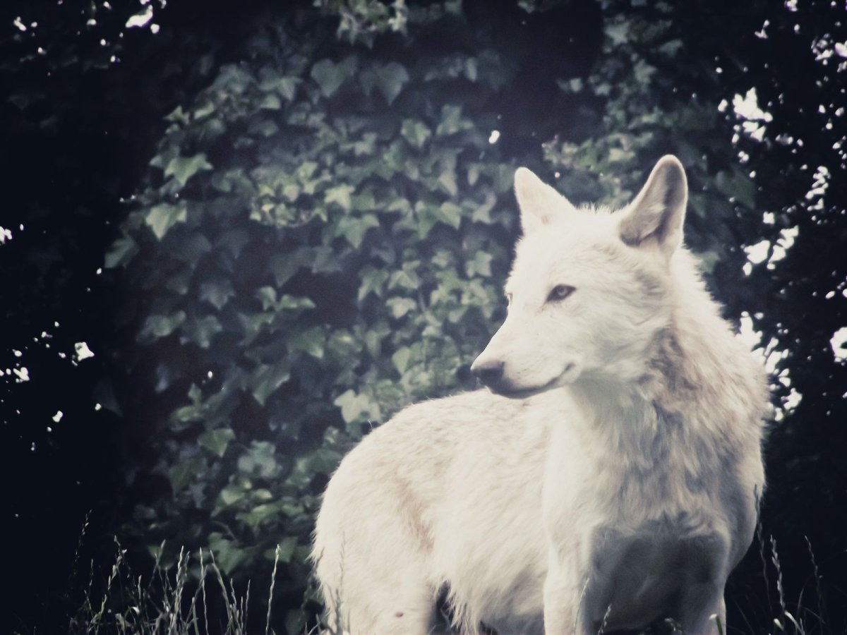 Волк Эстетика