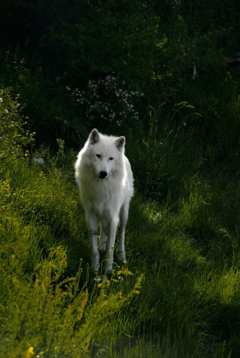 Белая волчица