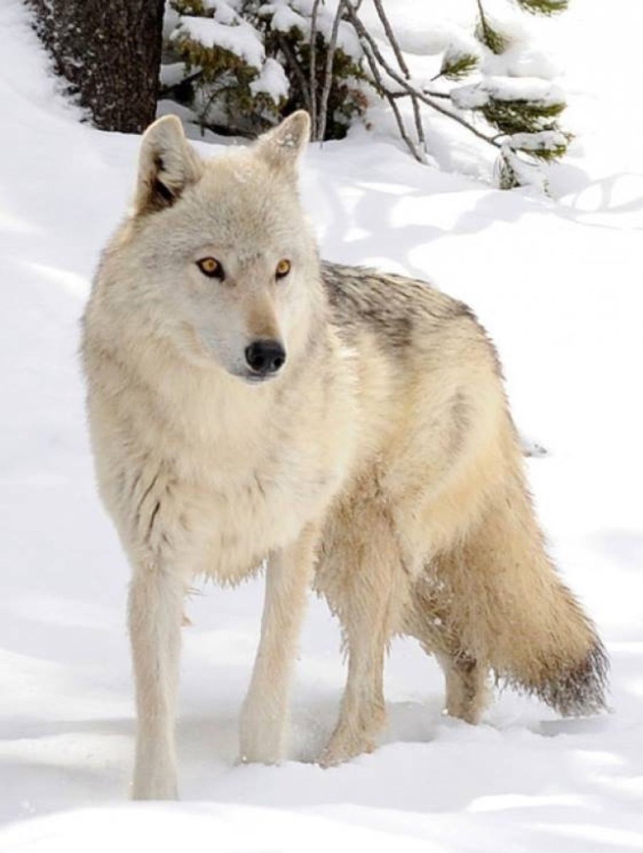 Белое животное похожее на волка