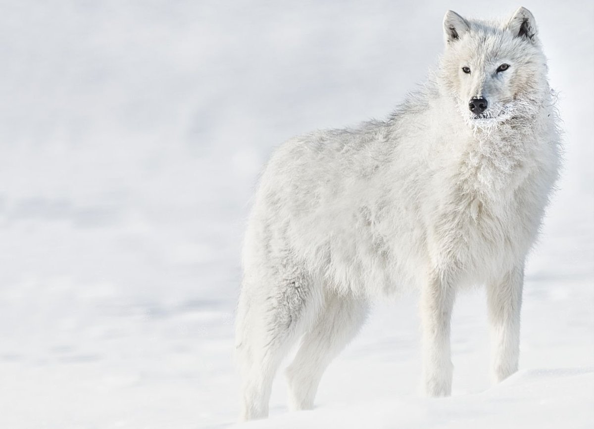 Якутский Тундровый волк