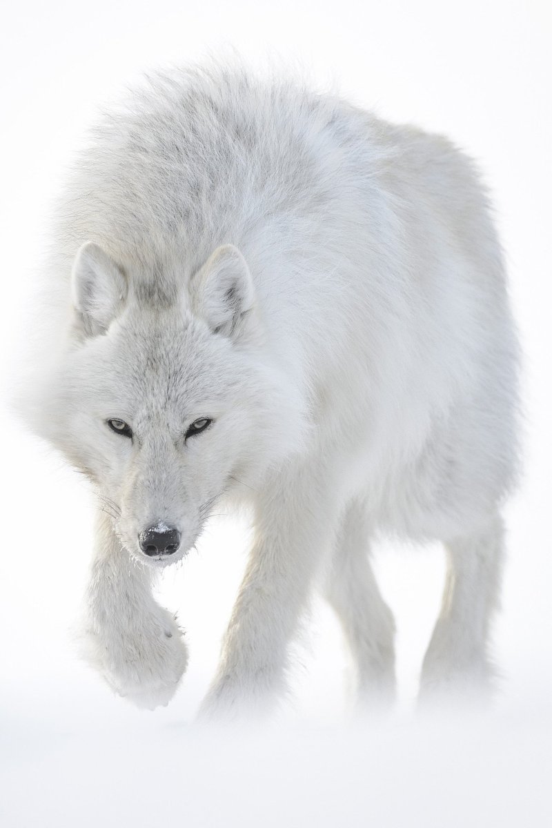 Полярный волк в тундре