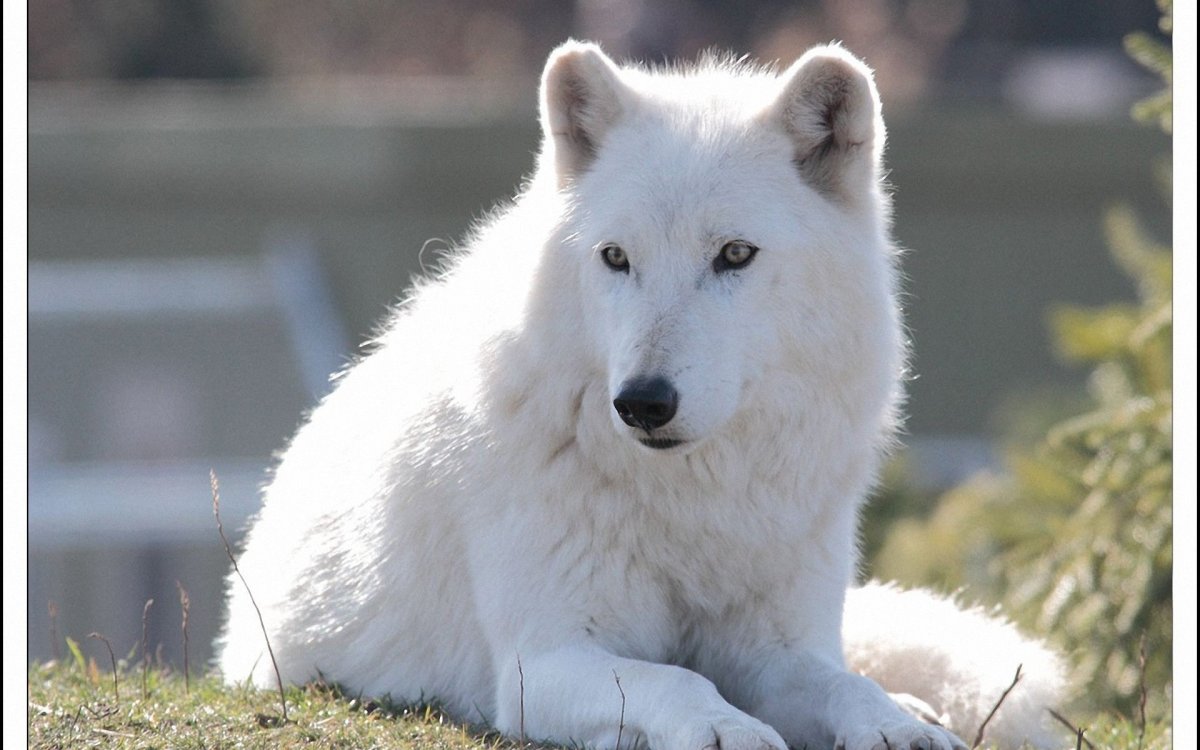 Arctic Wolf (Арктический волк)