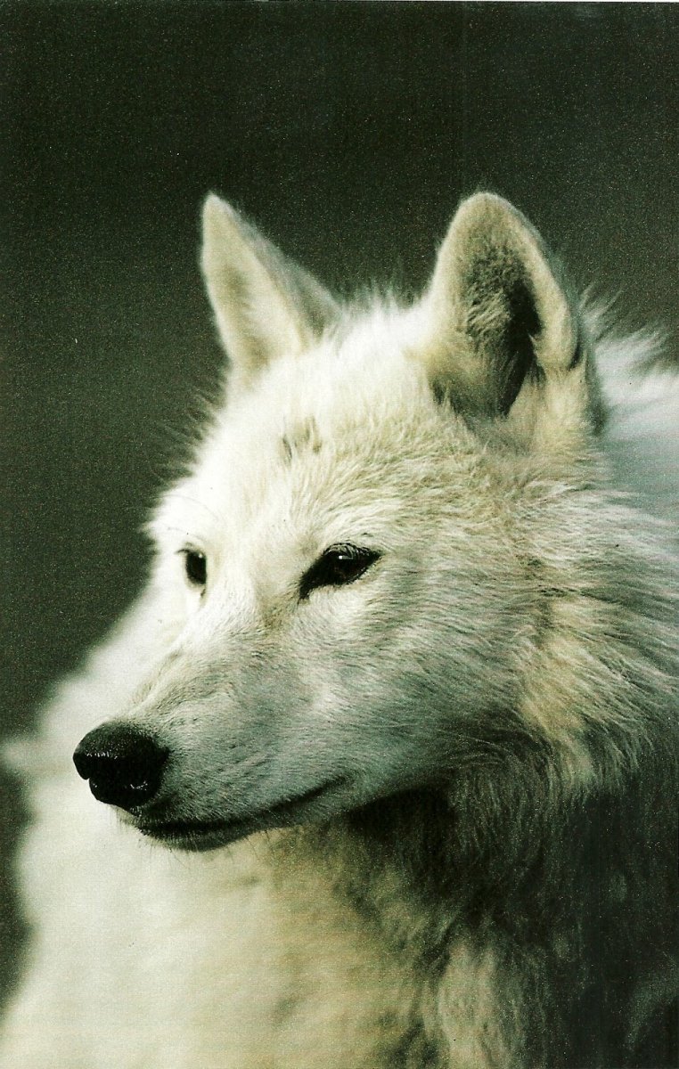 Белый волк Эстетика