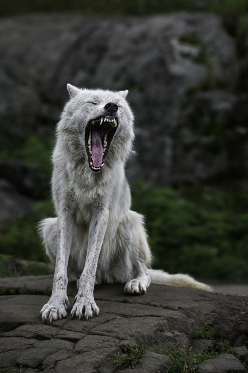 Дух белого волка